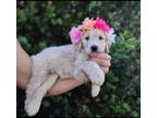 Goldendoodle Puppy for sale in Granite Falls, NC, USA