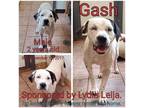 Adopt Gash a White - with Tan, Yellow or Fawn Mixed Breed (Medium) / Mixed dog