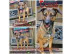 Adopt Coral a Brown/Chocolate Mixed Breed (Medium) / Mixed dog in Boaz