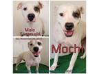 Adopt Mochi a White - with Tan, Yellow or Fawn Mixed Breed (Medium) / Mixed dog