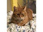 Adopt Ethel a Orange or Red Tabby Domestic Shorthair (short coat) cat in