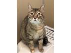 Adopt Cora a Calico or Dilute Calico Domestic Shorthair (short coat) cat in
