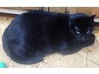 Adopt Shadow a All Black Colorpoint Shorthair (short coat) cat in Great Falls