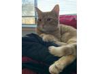 Adopt Jax a Orange or Red Tabby American Shorthair / Mixed (medium coat) cat in