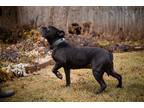 Adopt Karen a Black - with White American Staffordshire Terrier / Dogue de