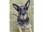 Adopt MYRA a Black - with Tan, Yellow or Fawn German Shepherd Dog / Mixed dog in