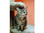 Adopt Madeline a Brown Tabby Domestic Shorthair (short coat) cat in Chicago