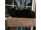 Adopt Girl a All Black Domestic Shorthair / Mixed cat in Oyster Bay
