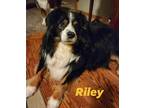Adopt Riley a Tricolor (Tan/Brown & Black & White) Australian Shepherd / Mixed