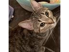 Adopt Lorna a Gray or Blue Domestic Shorthair / Mixed cat in Foley