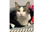 Adopt Baxter a Brown Tabby Domestic Shorthair (short coat) cat in Sherman Oaks