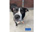 Adopt Moby a Black American Pit Bull Terrier / Mixed dog in Millersburg