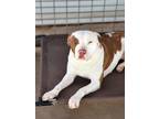 Adopt Ruby a Red/Golden/Orange/Chestnut - with White Pit Bull Terrier / Mixed