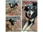Adopt Kendric a Black Shepherd (Unknown Type) / Mixed Breed (Large) / Mixed dog