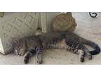 Adopt Raquel a Gray, Blue or Silver Tabby Domestic Shorthair (short coat) cat in