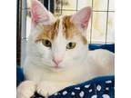 Adopt Angel a White Domestic Shorthair / Mixed cat in Carroll, IA (35825927)