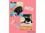 Adopt Mattie a Black & White or Tuxedo Domestic Mediumhair (medium coat) cat in