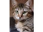 Adopt Jade a Brown Tabby Domestic Shorthair (short coat) cat in Greensburg