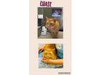 Adopt Chase a Orange or Red Tabby Domestic Mediumhair (medium coat) cat in Howey