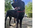 Adopt King a Black Mixed Breed (Large) / Mixed dog in St. Thomas, VI (38246585)