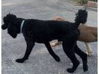 Adopt Dutch a Black Poodle (Standard) / Mixed dog in Blanchard, OK (38246264)