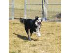 Adopt Ghost a Black - with White Siberian Husky / Mixed dog in Pottsville