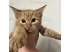 Adopt GORILLA GLUE a Orange or Red Domestic Shorthair / Mixed cat in South