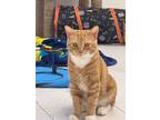 Adopt Fanta a Orange or Red Domestic Shorthair / Domestic Shorthair / Mixed cat