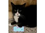 Adopt Sed a All Black Domestic Shorthair / Domestic Shorthair / Mixed cat in