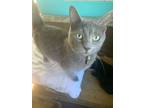 Adopt Sasha a Gray or Blue Russian Blue (short coat) cat in Lexington