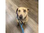 Adopt Bodhi a Tan/Yellow/Fawn Catahoula Leopard Dog / Mixed Breed (Medium) /