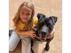 Adopt Ebbie a Black Pit Bull Terrier / Labrador Retriever / Mixed dog in Kanab