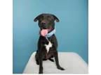 Adopt Gucci a Black Labrador Retriever / Mixed dog in Escondido, CA (38247572)