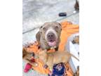Adopt LuLu a Tan/Yellow/Fawn American Staffordshire Terrier / Mixed dog in