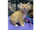 Adopt Ralphy a Orange or Red (Mostly) Domestic Shorthair (short coat) cat in