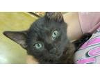 Adopt Cheesecake a All Black Domestic Shorthair (short coat) cat in Dallas