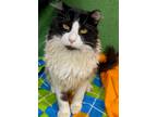 Adopt Fuzzy a White Domestic Shorthair / Domestic Shorthair / Mixed cat in Gary