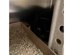 Adopt speedy a All Black Domestic Mediumhair / Mixed cat in Philadelphia