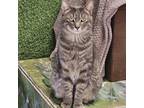 Adopt Yoshi a Gray or Blue Domestic Shorthair / Mixed cat in Waldorf