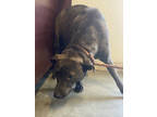 Adopt Sadie a Black Labrador Retriever / American Pit Bull Terrier / Mixed dog