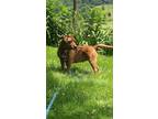 Adopt Rose a Brown/Chocolate Mixed Breed (Large) / Mixed dog in Medora