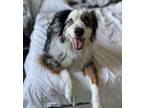Adopt Tucker a White Australian Shepherd / Mixed dog in Tampa, FL (38249845)