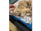 Adopt Rust a Orange or Red Tabby Domestic Shorthair (short coat) cat in Dallas