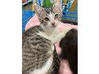 Adopt Parfait a Gray, Blue or Silver Tabby Domestic Shorthair (short coat) cat