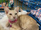 Adopt Scarlet a Orange or Red Tabby Domestic Shorthair (short coat) cat in