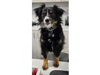 Adopt Riley a Tricolor (Tan/Brown & Black & White) Australian Shepherd / Mixed