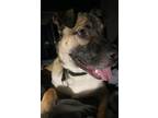 Adopt Odin a Tan/Yellow/Fawn Akita / Mixed dog in Spruce Grove, AB (38250644)