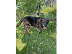 Adopt Harvey a Black Shepherd (Unknown Type) / Mixed dog in Spruce Grove