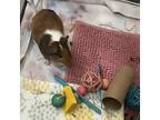 Adopt Arnight a Guinea Pig small animal in Las Vegas, NV (38250896)
