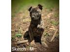 Adopt Sketch a Brindle Dutch Shepherd / Mixed dog in Los Angeles, CA (38251845)